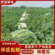 吉林庆红999，地雷瓜大量上市，品质保障视频看货。