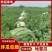 吉林庆红999，地雷瓜大量上市，品质保障视频看货。