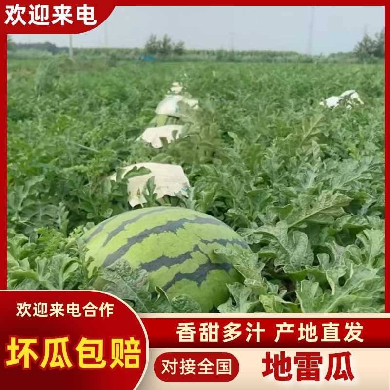 吉林庆红999，地雷瓜大量上市，品质保障视频看货。