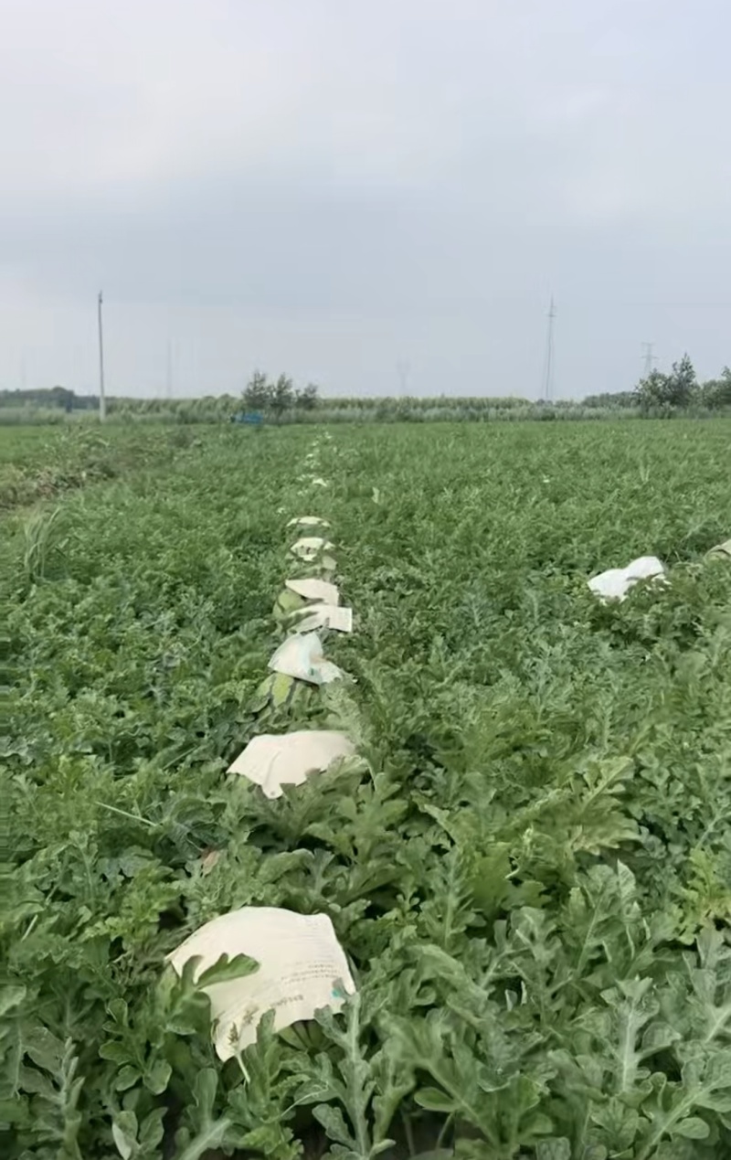 吉林庆红999，地雷瓜大量上市，品质保障视频看货。