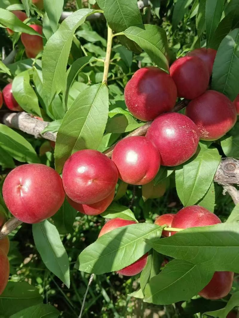 珍珠枣油桃