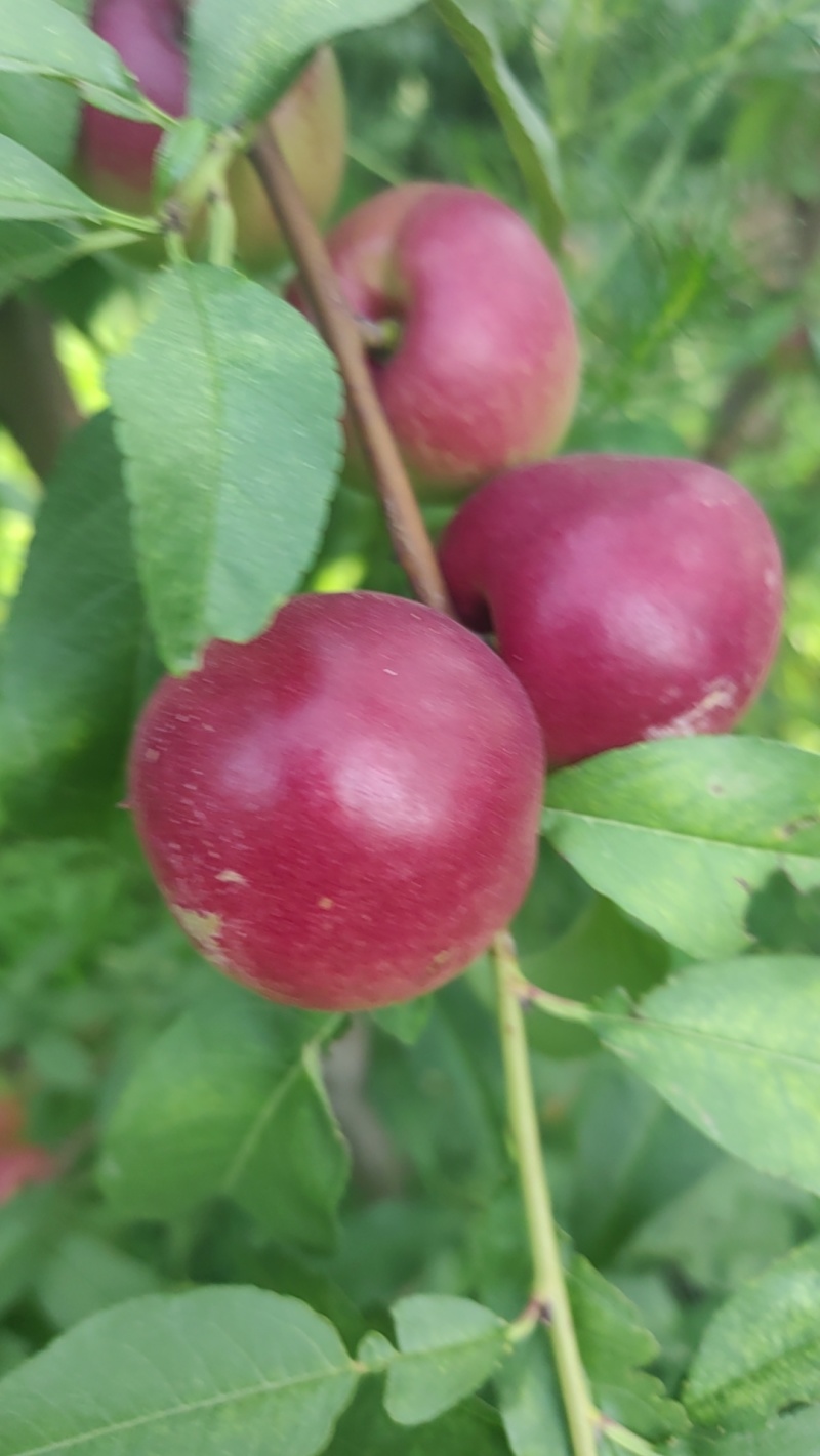 珍珠枣油桃