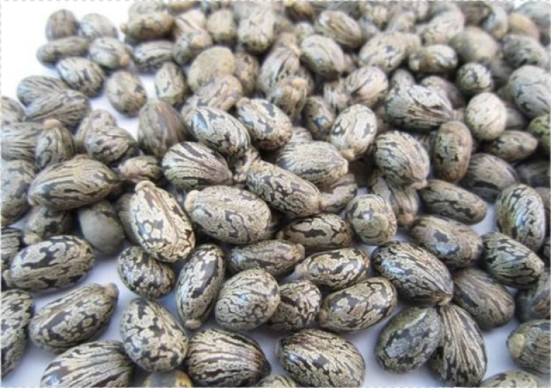 蓖麻饼蓖麻籽压榨一次出油纯蓖麻饼有机肥杀菌消毒有机肥