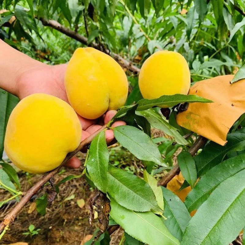 黄桃锦绣黄桃，潘桃，水蜜桃，口感脆甜，货架期长耐储运