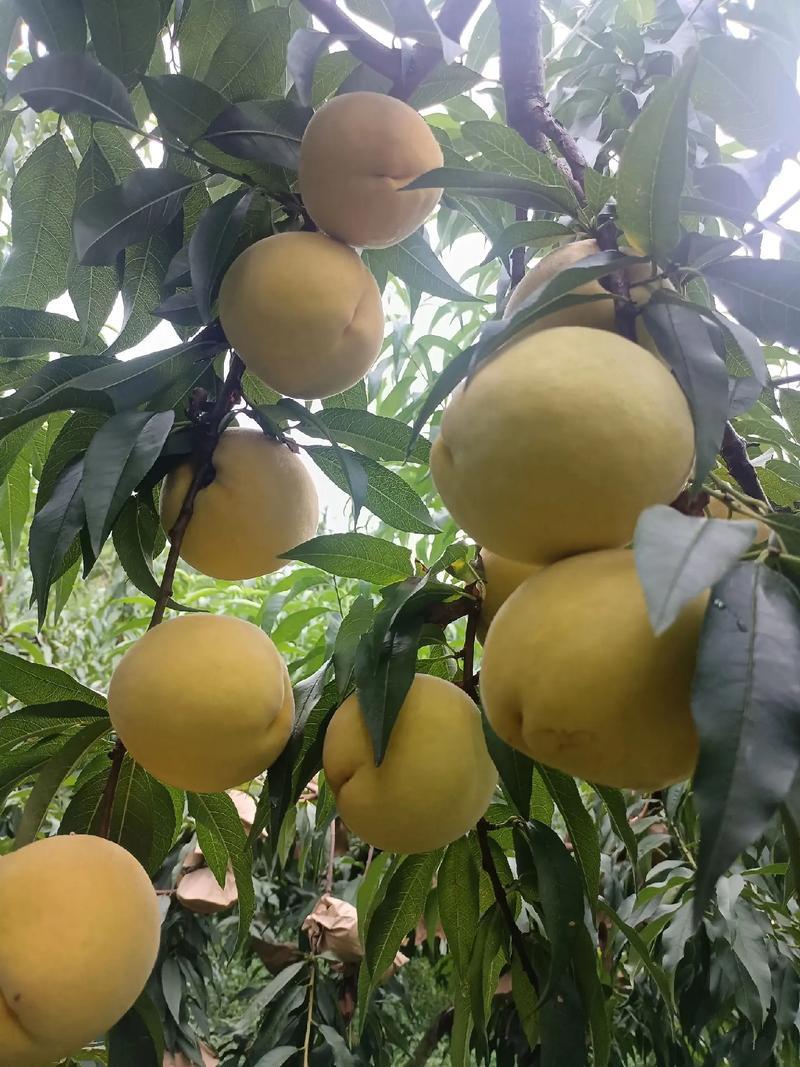 黄桃锦绣黄桃，潘桃，水蜜桃，口感脆甜，货架期长耐储运