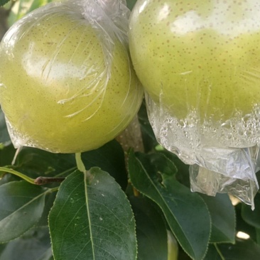 5-6年秋月梨树苗出售，200棵左右