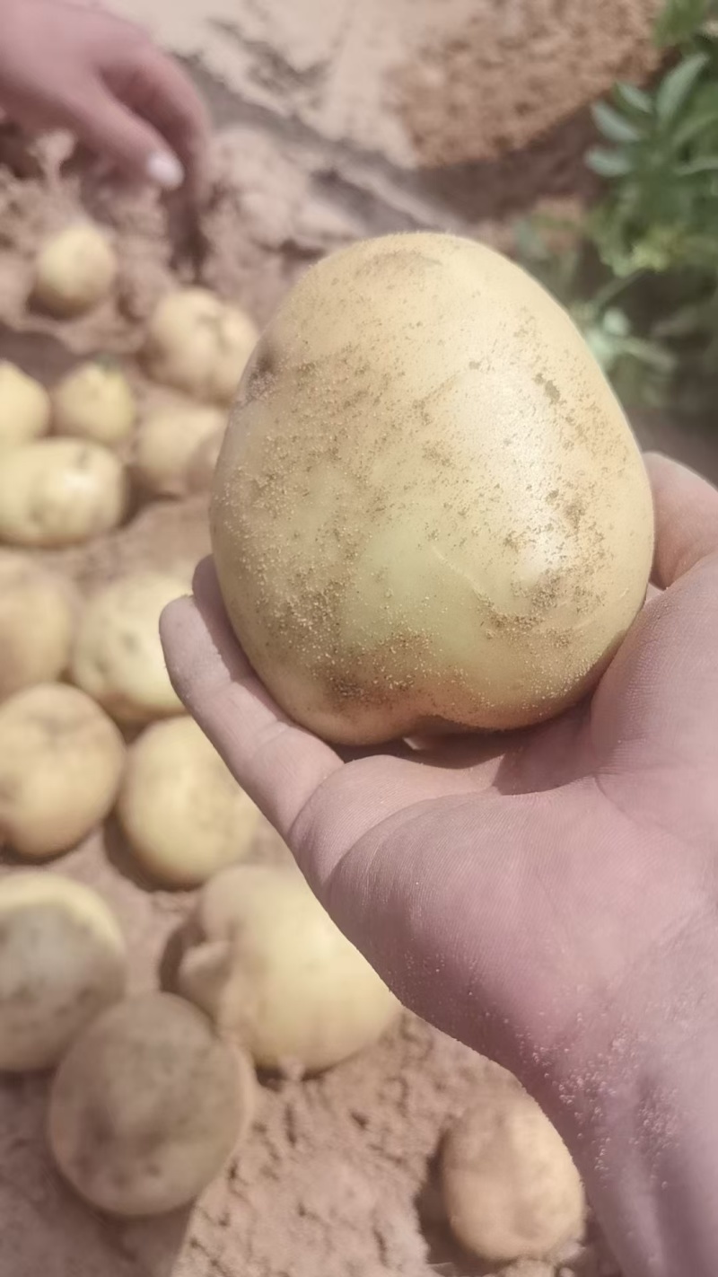 陕北纯沙地黄皮黄心土豆上市了-2-4大量上市了