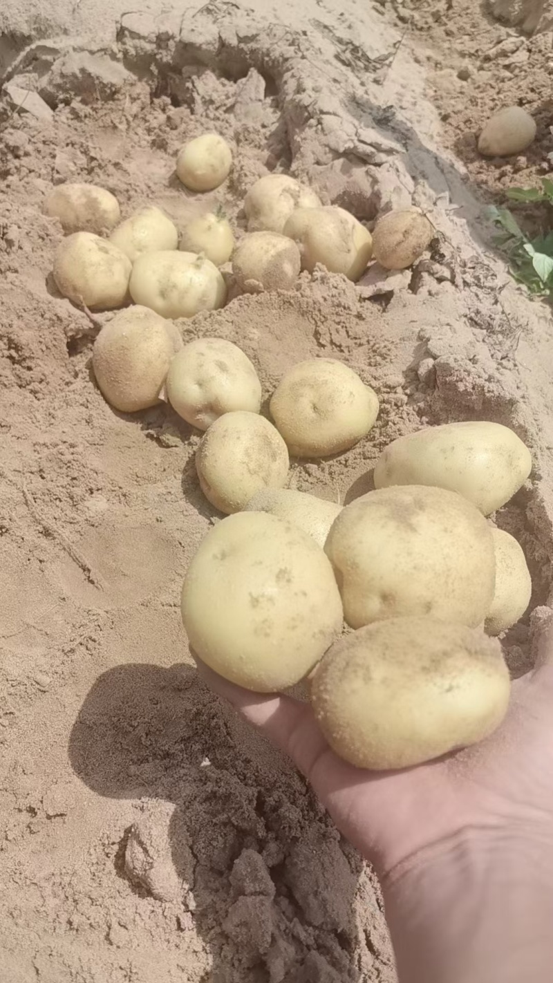 陕北纯沙地黄皮黄心土豆上市了-2-4大量上市了