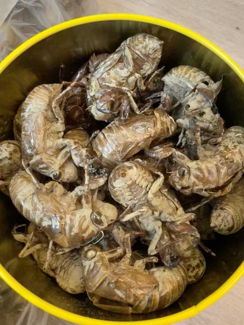 原产地蝉蜕精品货源充足品质保证