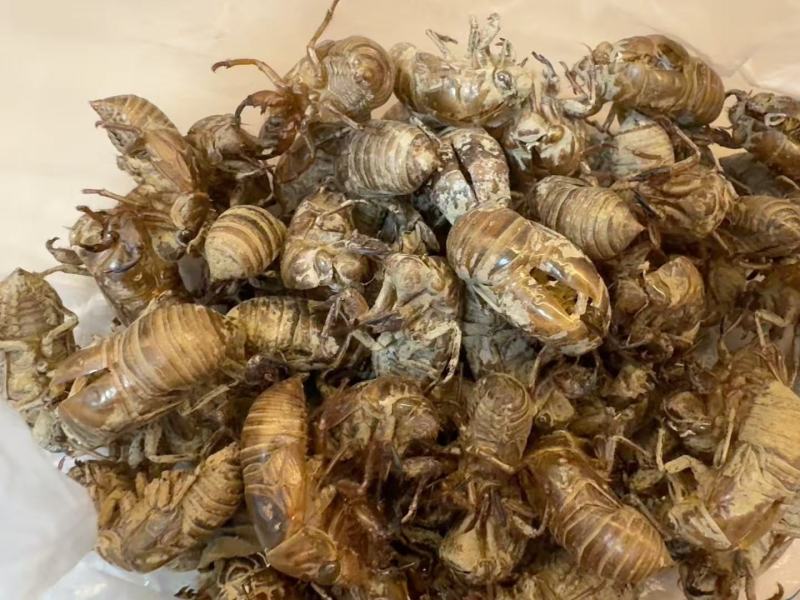 原产地蝉蜕精品货源充足品质保证