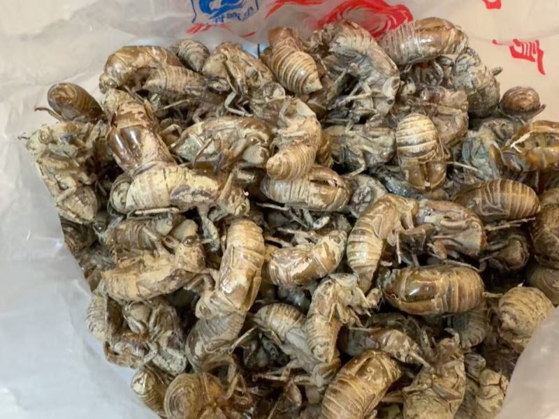 原产地蝉蜕精品货源充足品质保证
