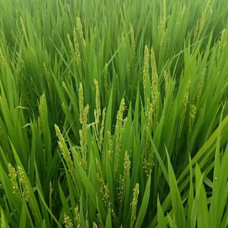 黑龙江大米，自产自销，黑土寒地。口感劲道，想买好米的联系