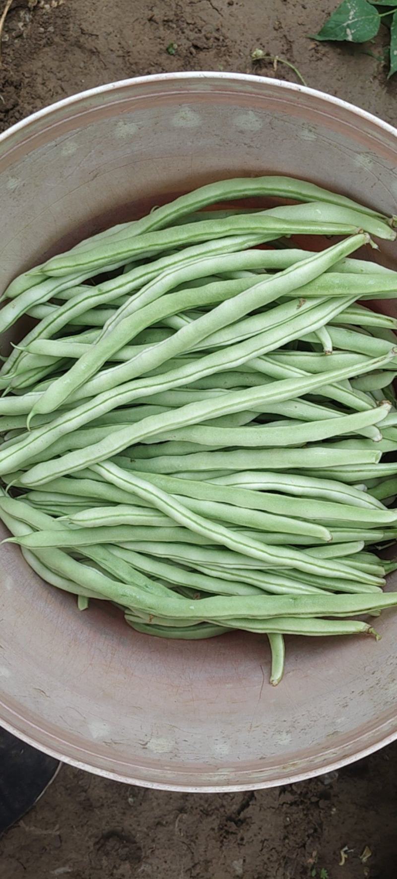 豆角大量上市了