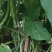 豆角大量上市了