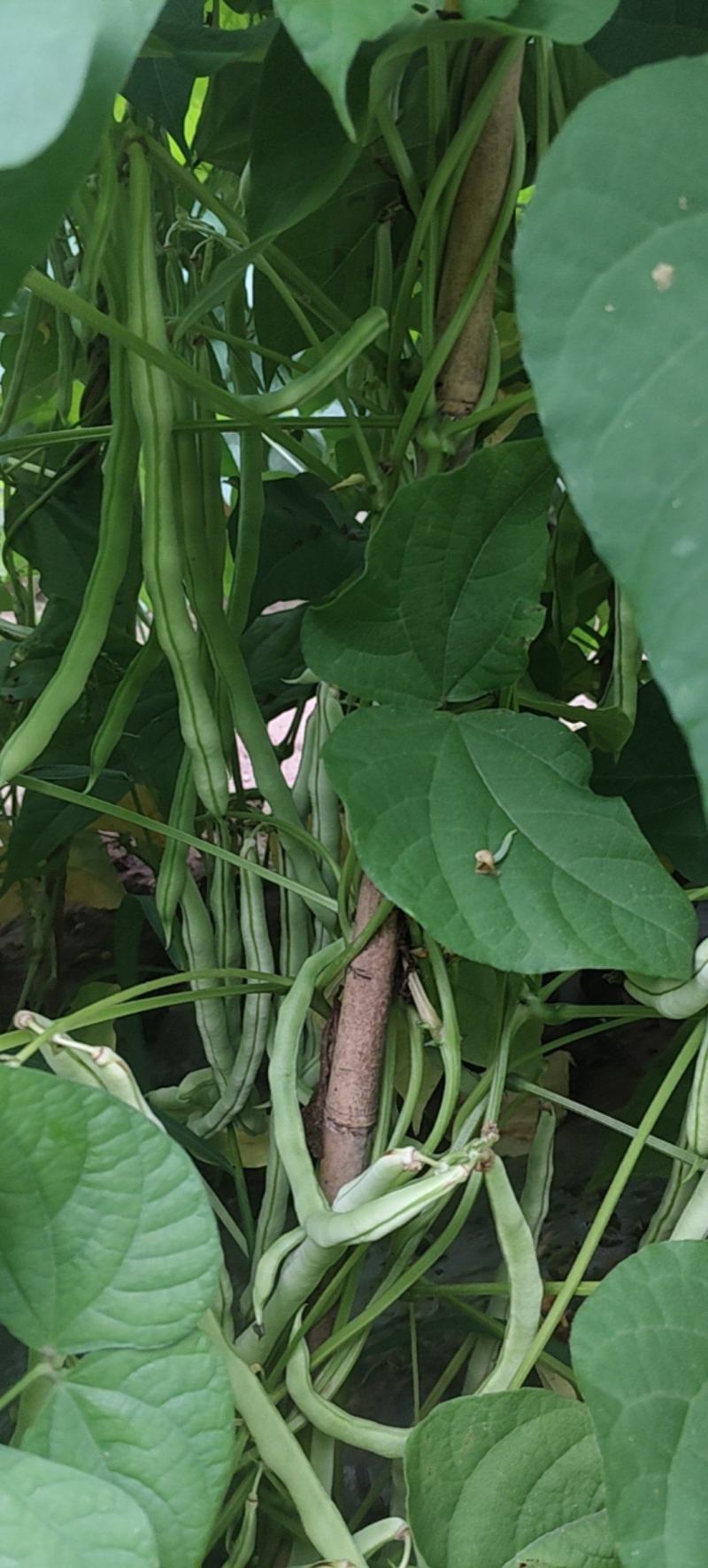 豆角大量上市了