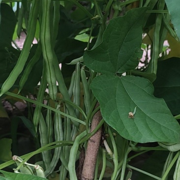 豆角大量上市了