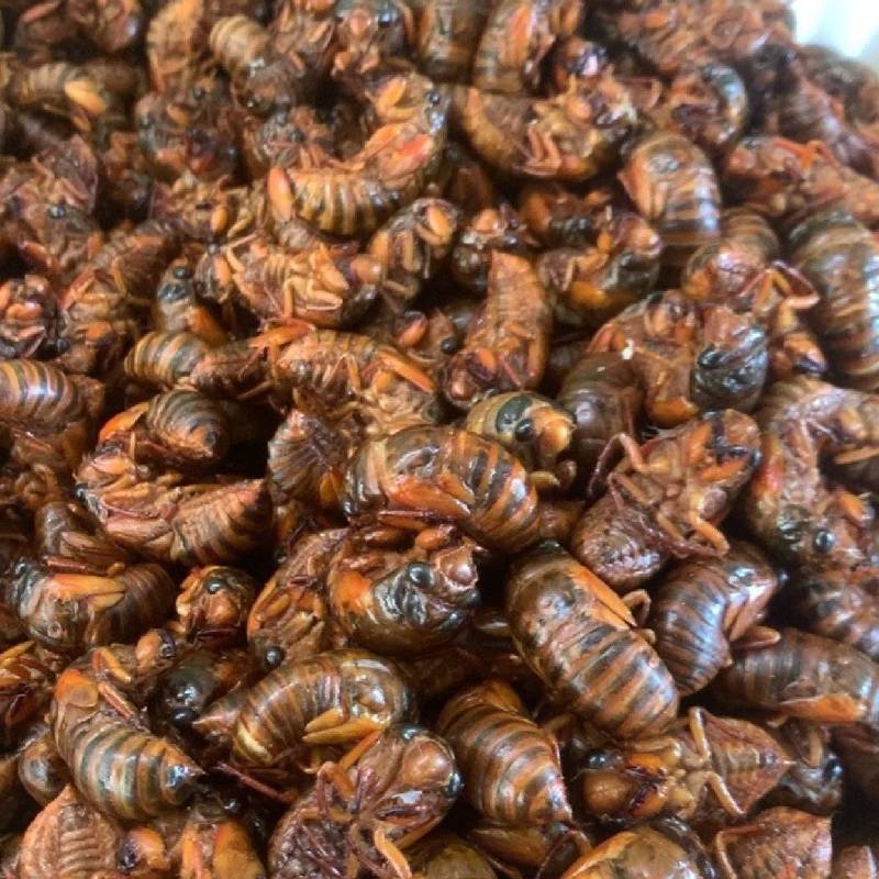 金蝉通货，大中小都有，一斤130多只左右，建议勿拍，包邮