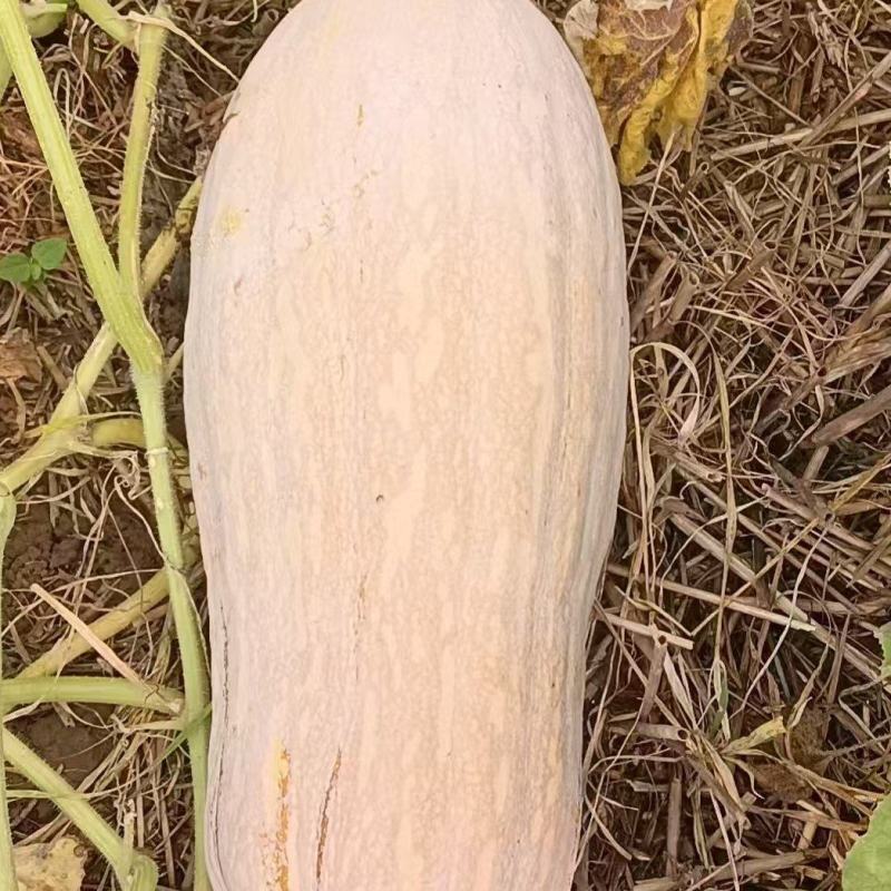 密本南瓜