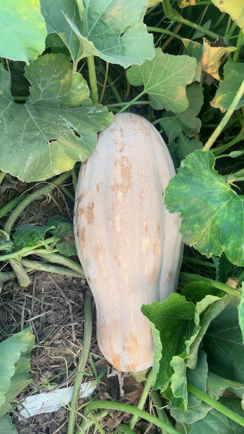 密本南瓜