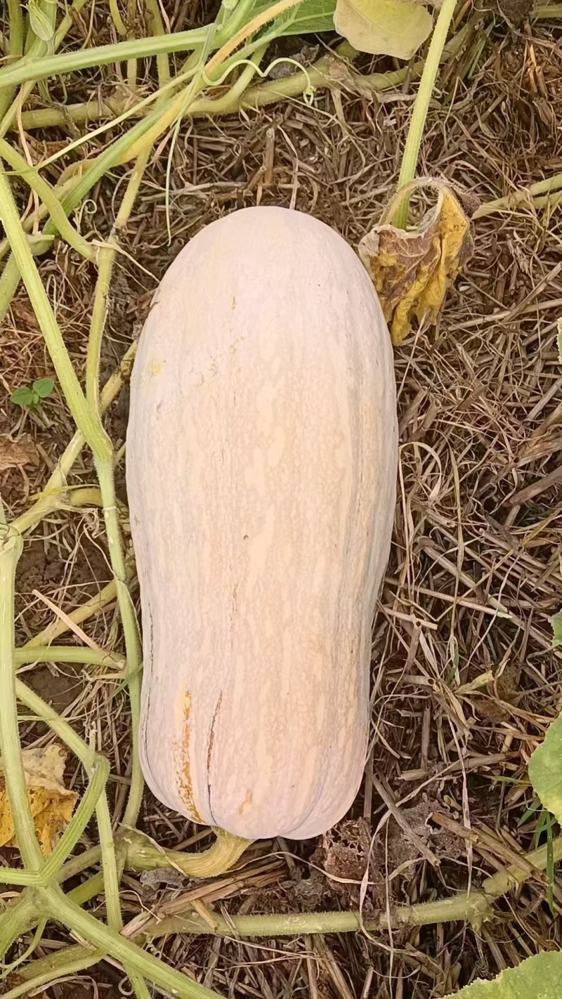 密本南瓜