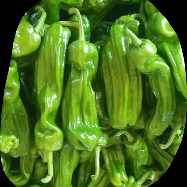 芜湖椒，薄皮，有400亩产量，需要老板联系，炒熟也脆！