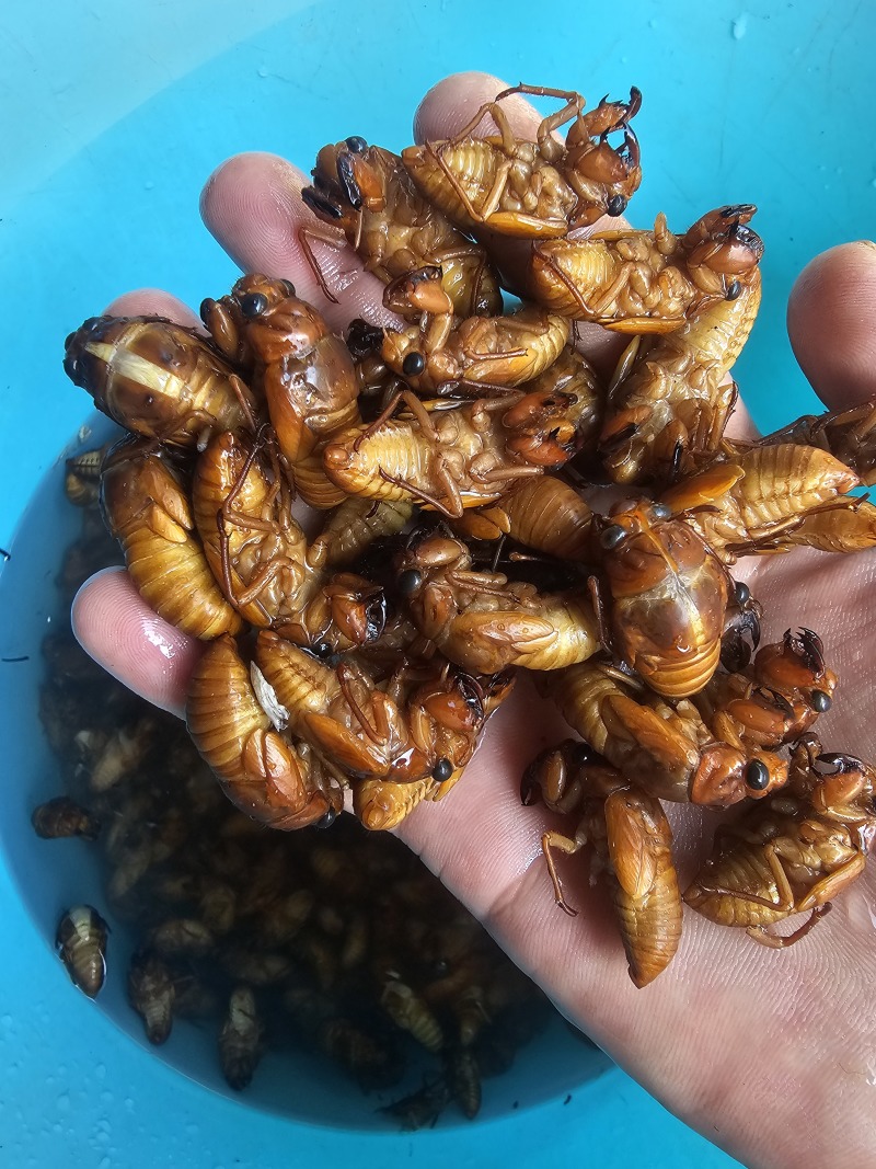 野生金蝉，新鲜金蝉杜仲速冻知了猴唐僧肉供应，壳薄高山野货