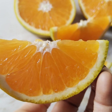 秭归泄滩夏橙