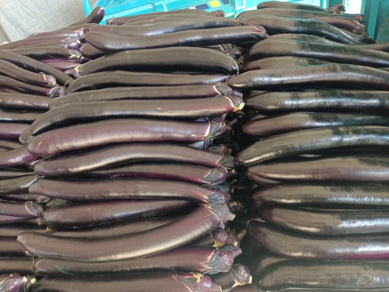 山东蔬菜产区沂南县绿萼烧烤茄子，精品，电商供应…