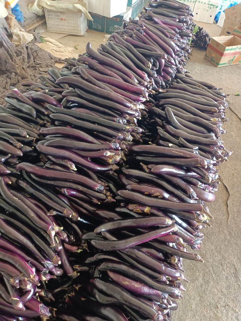 山东蔬菜产区沂南县绿萼烧烤茄子，精品，电商供应…