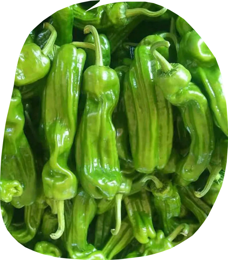 芜湖椒，薄皮，有400亩产量，需要老板联系，炒熟也脆！