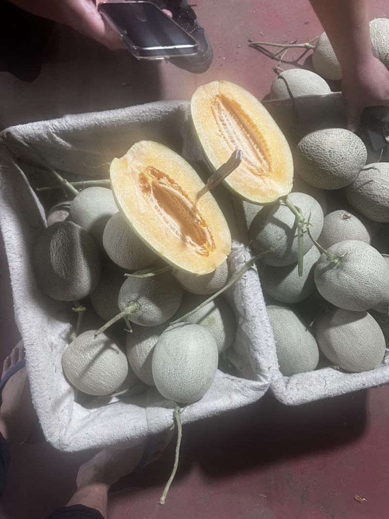 山东寿光哈密瓜
