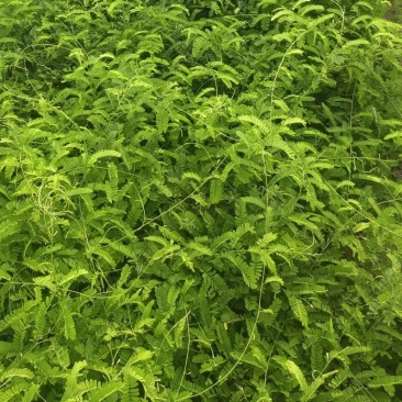 新鲜鸡骨草煲汤好泡茶材料基地直供价格实惠