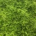 新鲜鸡骨草煲汤好泡茶材料基地直供价格实惠