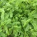 新鲜鸡骨草煲汤好泡茶材料基地直供价格实惠