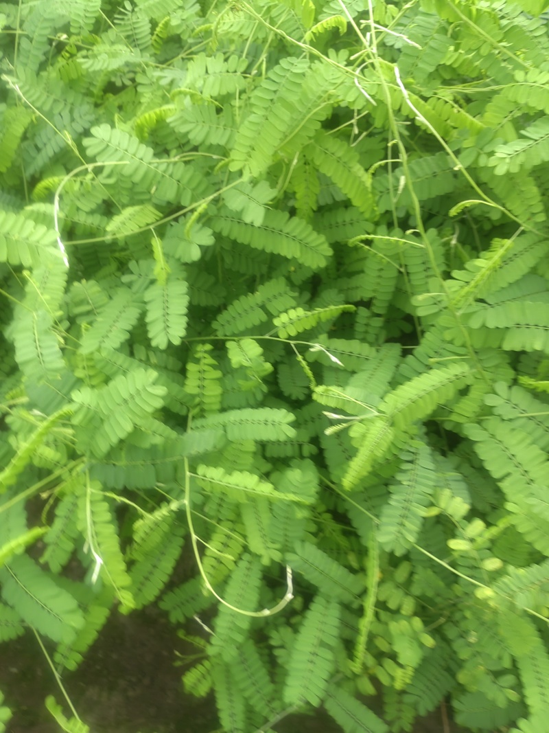 新鲜鸡骨草煲汤好泡茶材料基地直供价格实惠
