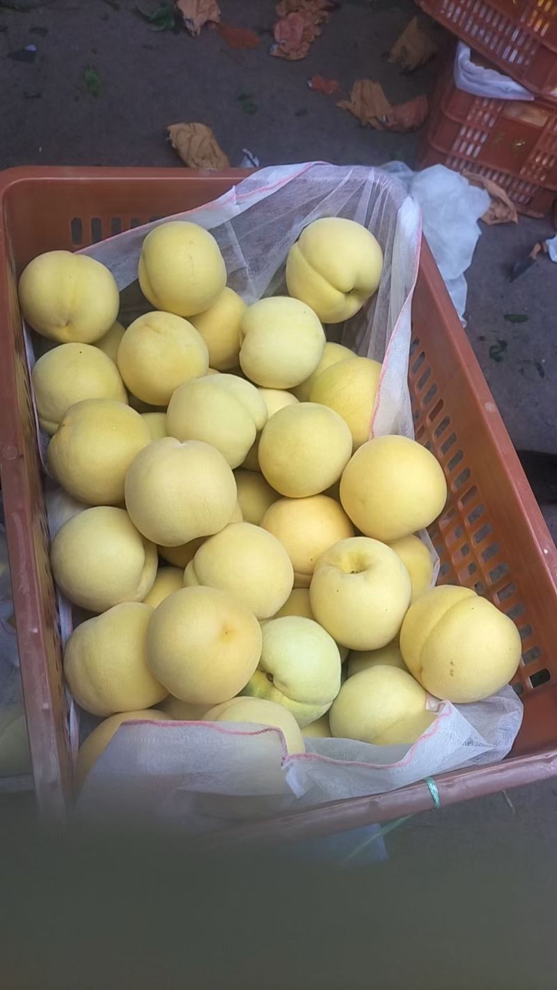 山东黄金蜜桃大量现货，表光好，口感脆甜，个头大，价格便宜