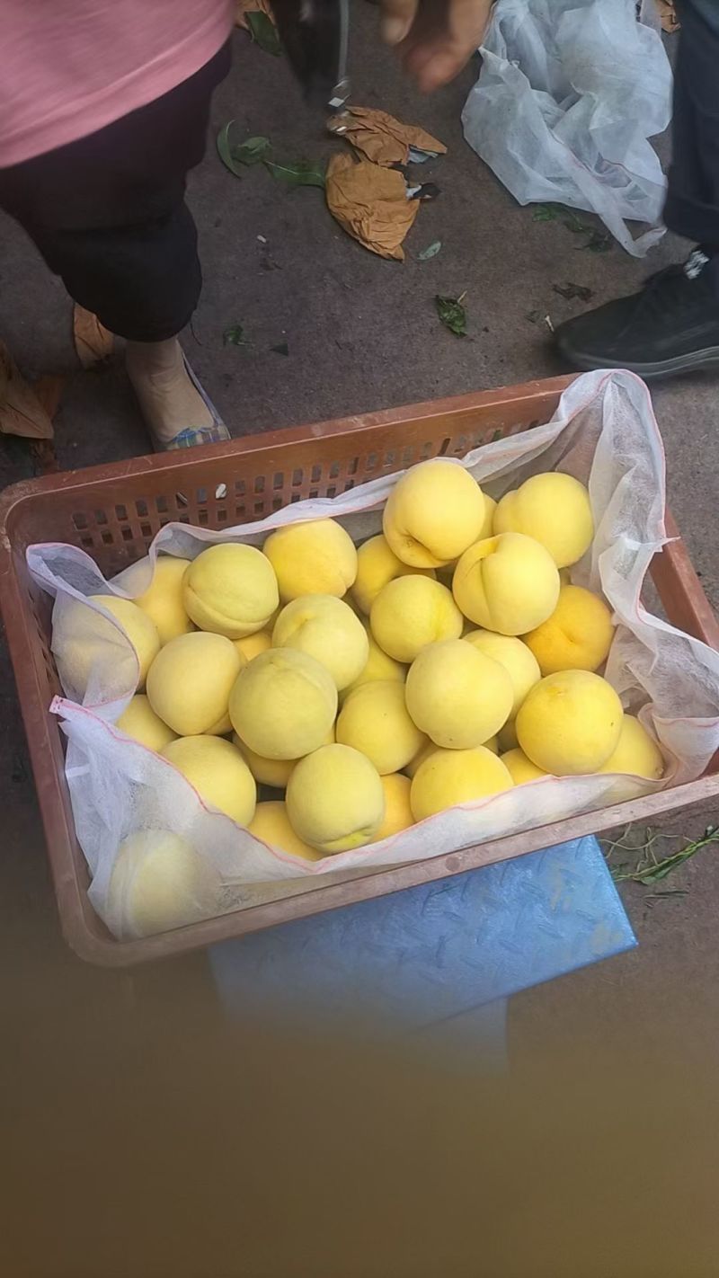 山东黄金蜜桃大量现货，表光好，口感脆甜，个头大，价格便宜