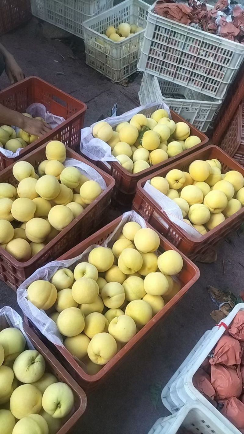 山东黄金蜜桃大量现货，表光好，口感脆甜，个头大，价格便宜