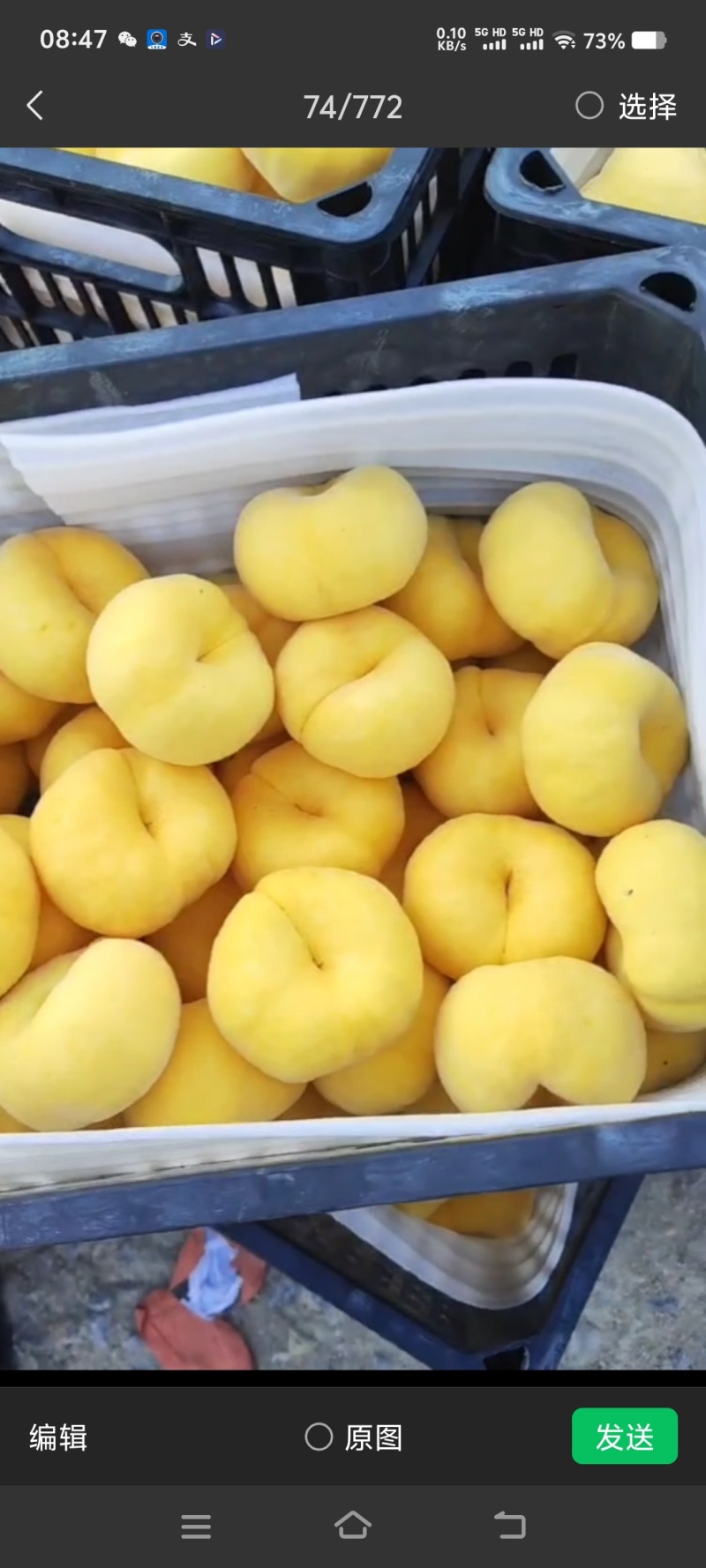 山东黄金蜜桃大量现货，表光好，口感脆甜，个头大，价格便宜