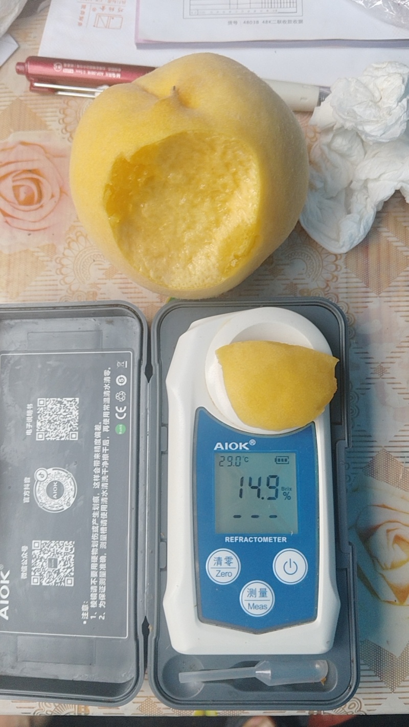 山东黄金蜜桃大量现货，表光好，口感脆甜，个头大，价格便宜
