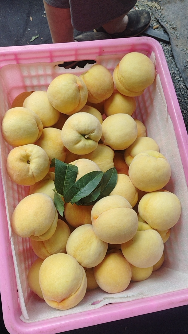 山东黄金蜜桃大量现货，表光好，口感脆甜，个头大，价格便宜