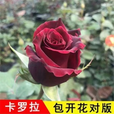 卡罗拉红色玫瑰花苗红色花苗庭院阳台花卉多季开花切花玫瑰