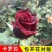 卡罗拉红色玫瑰花苗红色花苗庭院阳台花卉多季开花切花玫瑰