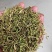 贵州金银花
