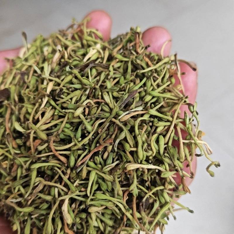 贵州金银花