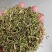 贵州金银花