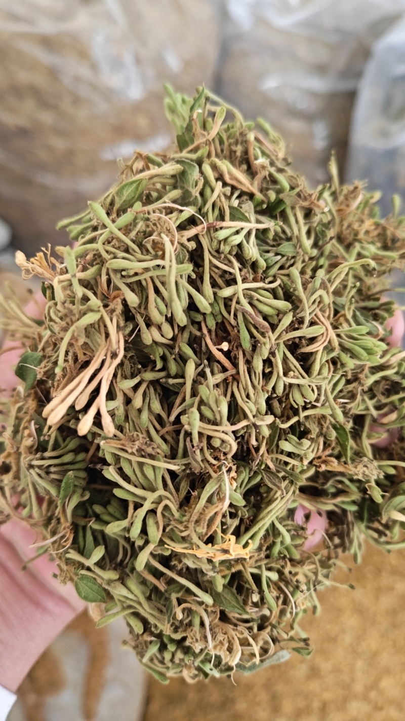 贵州金银花