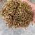 贵州金银花