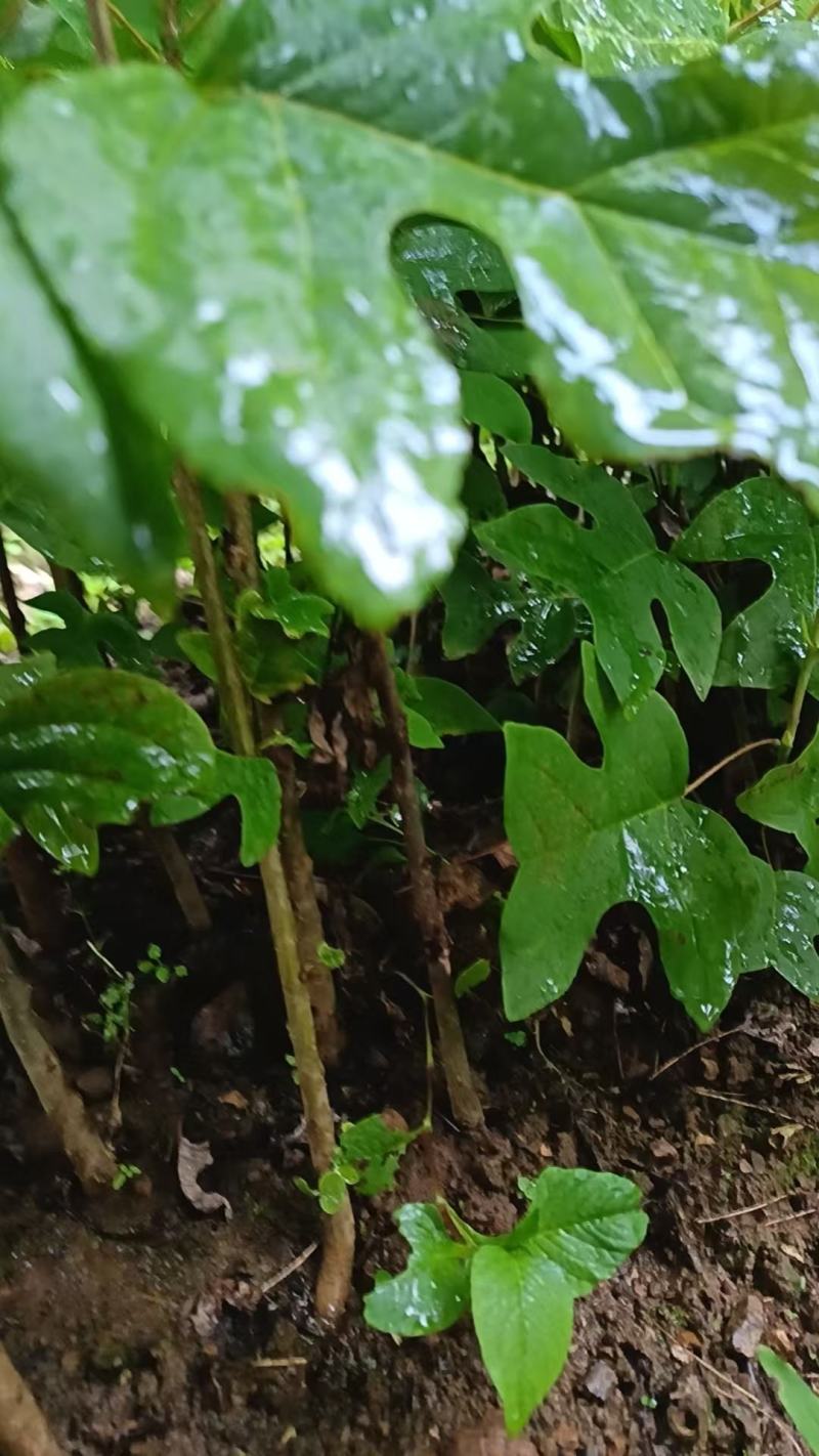 鹅掌楸杯苗