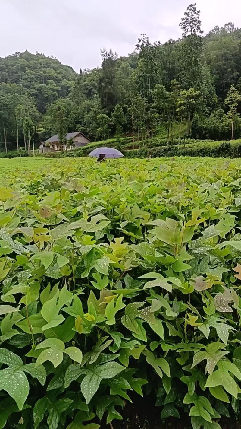 鹅掌楸杯苗